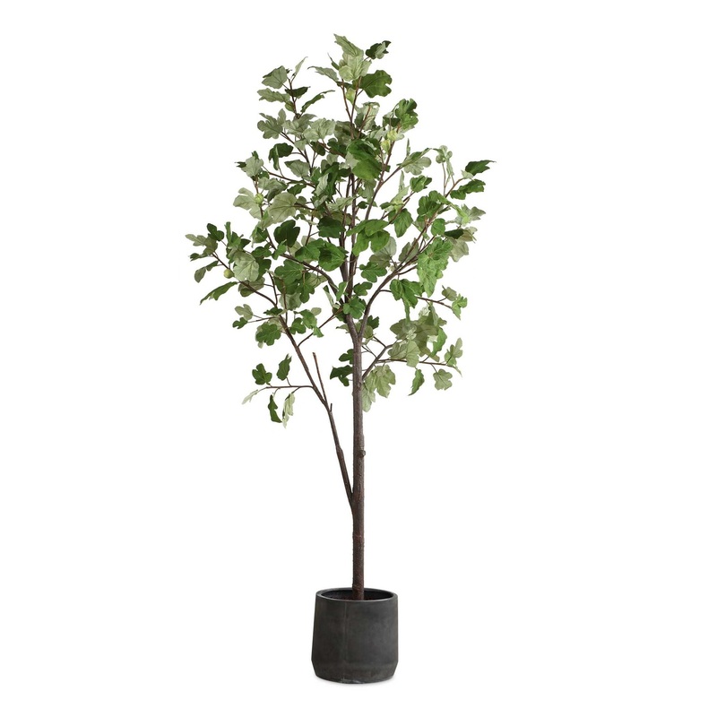 Eden – Potted Fig Tree – Green