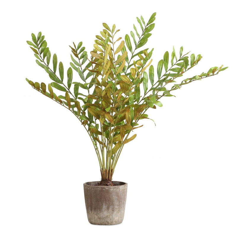 Zamia – Palm Accent In Planter – Green