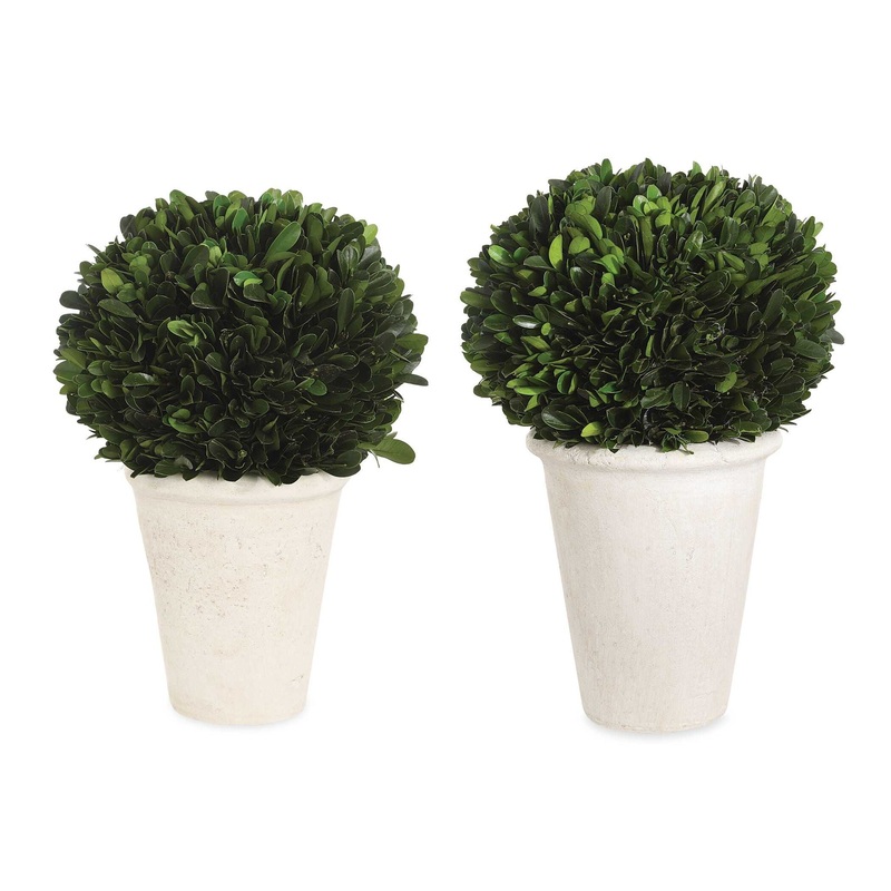 Preserved Boxwood – Domes (Set of 2) – Green