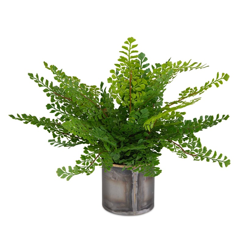 Maidenhair Fern – In Oxidized Container – Gray