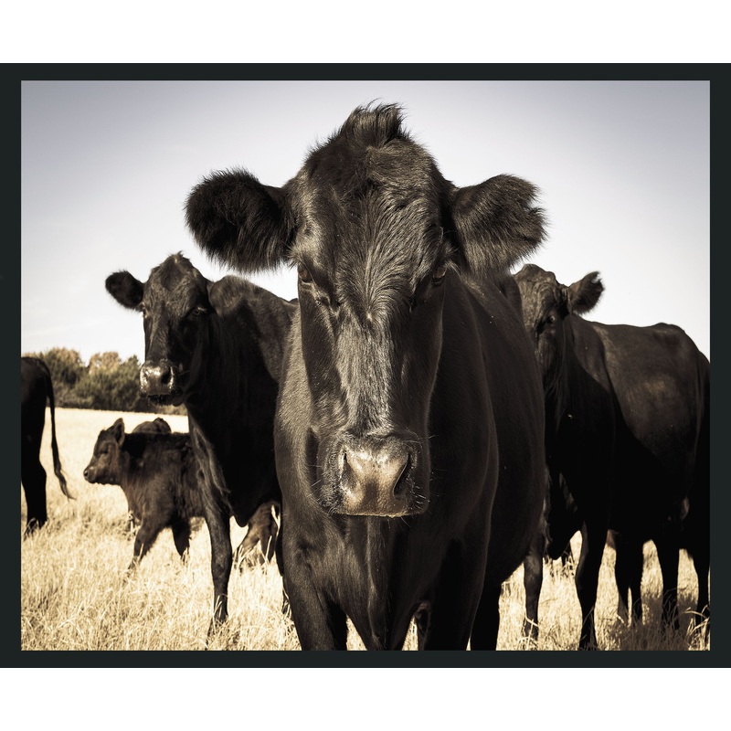 Cow – 48 x 72 Photography – Black / Light Blue