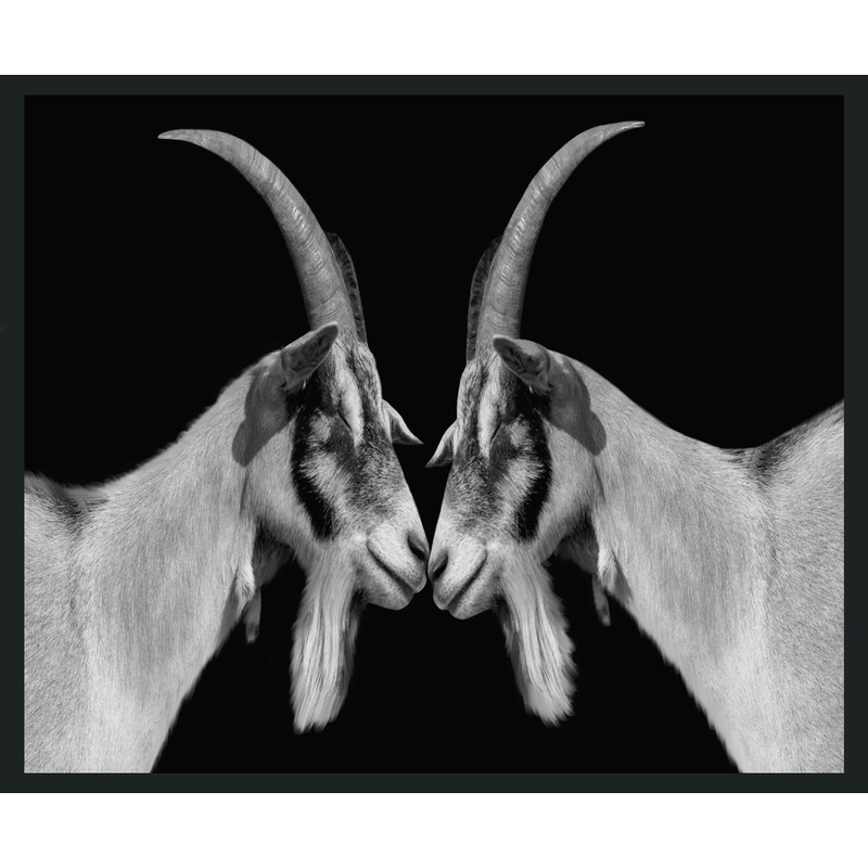 Goat – 48 x 72 Photography – Black