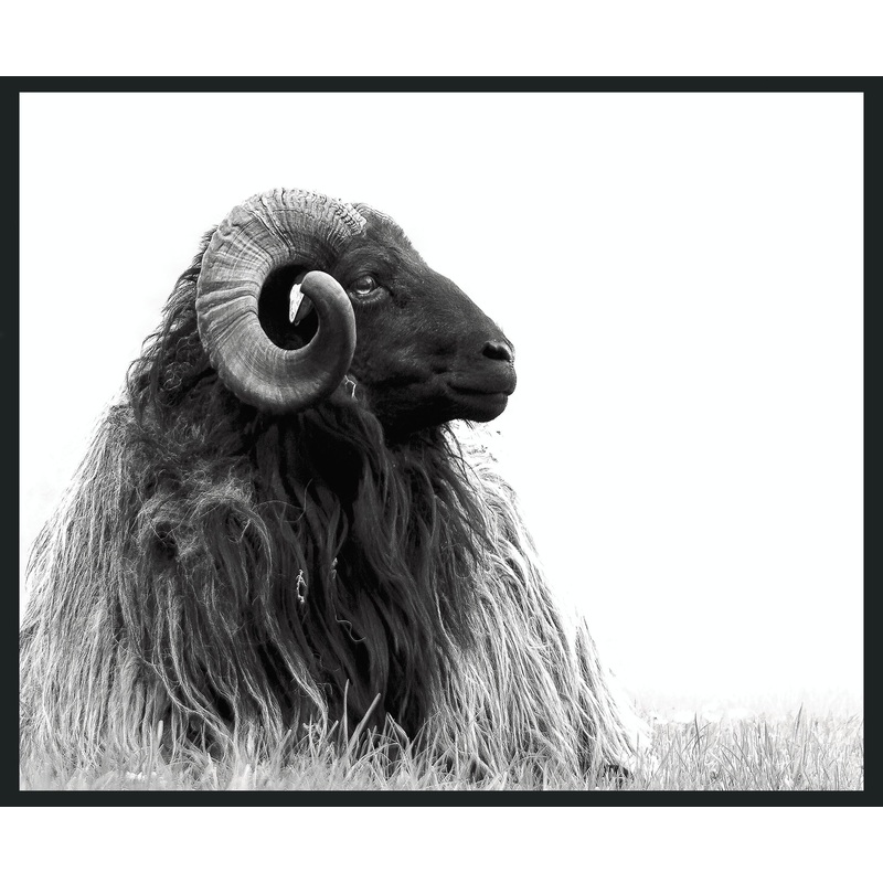 Horn – 48 x 72 Photography – Black / White
