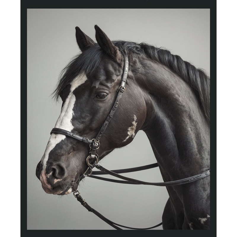 Horse – 48 x 72 Photography – Dark Gray