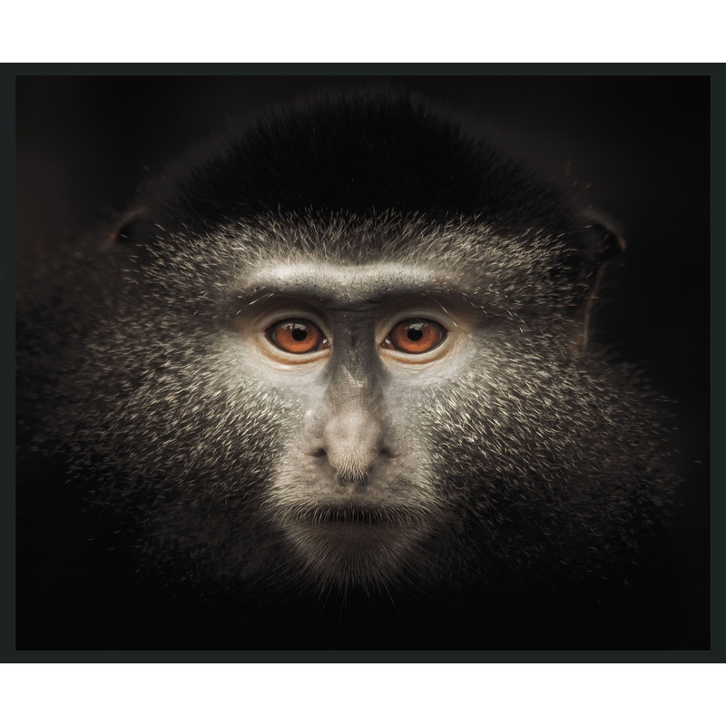 Monkey – 48 x 72 Photography – Black
