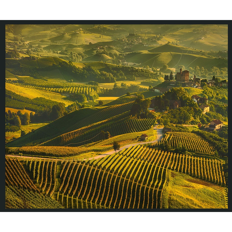 Vinyard – 48 x 72 Photography – Green