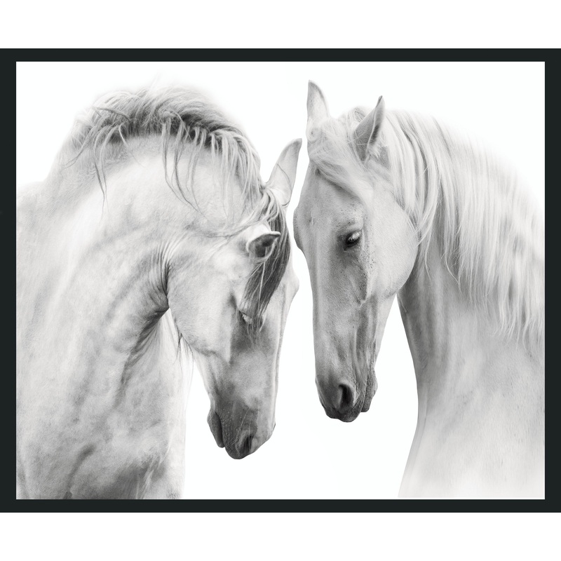White – 48 x 72 Horses Photography – Gray
